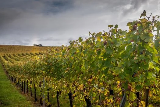 pied de vignes un matin d'automne